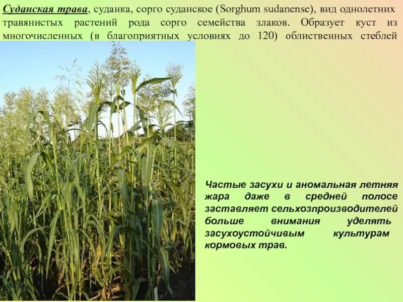 Род сорго