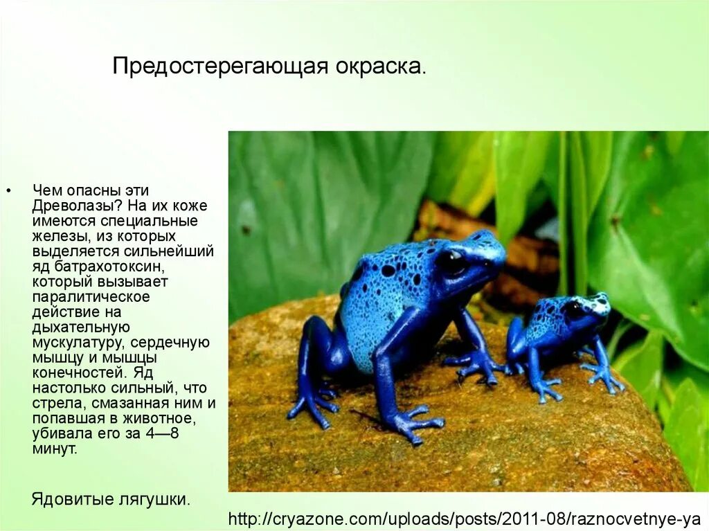 Предупреждающие окраски животных