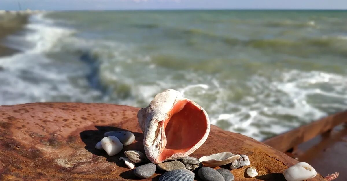 Звук ракушки. Ракушки черного моря. Почему в ракушке слышен шум моря. В ракушке мы слышим море. Звук моря в ракушке.