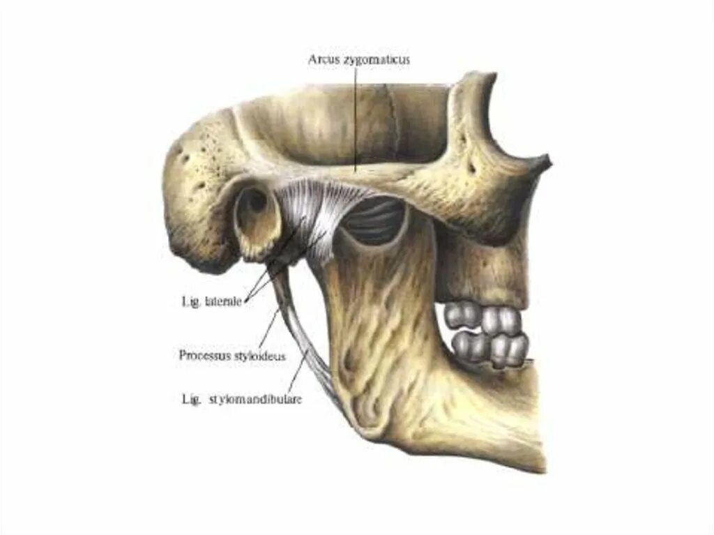 Соединение нижнечелюстной и височных костей. Синовиальная мембрана височно нижнечелюстного сустава. Анатомическое строение височно-нижнечелюстного сустава (ВНЧС).. Нижнечелюстная ямка ВНЧС. Связки ВНЧС анатомия.