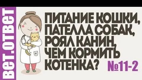Чем лучше кормить кошку советы ветеринаров