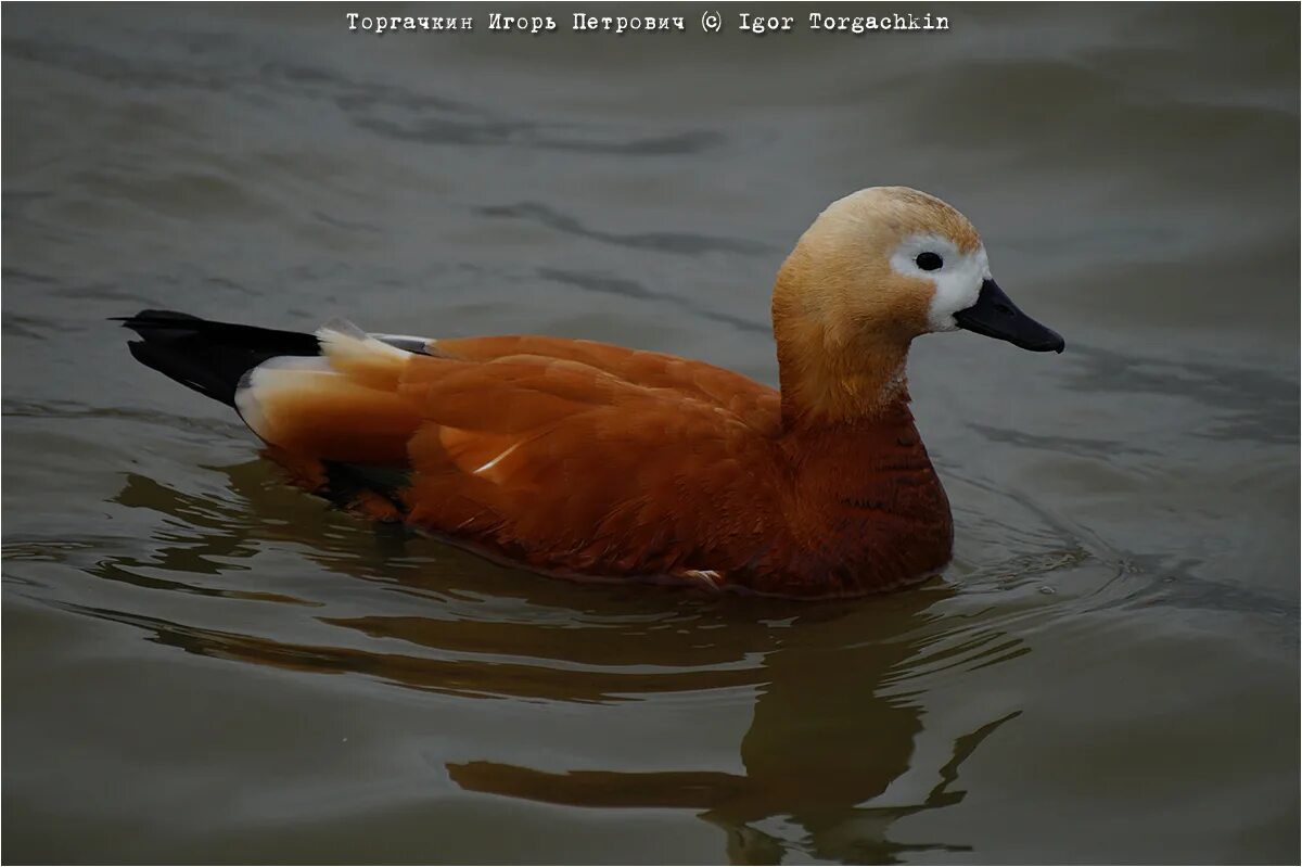 Утка краснодарская. Огарь кряква гибрид. Огарь в России. Tadorna ferruginea. Tadorna ferruginea Ruddy Shelduck огари ареал обитания.