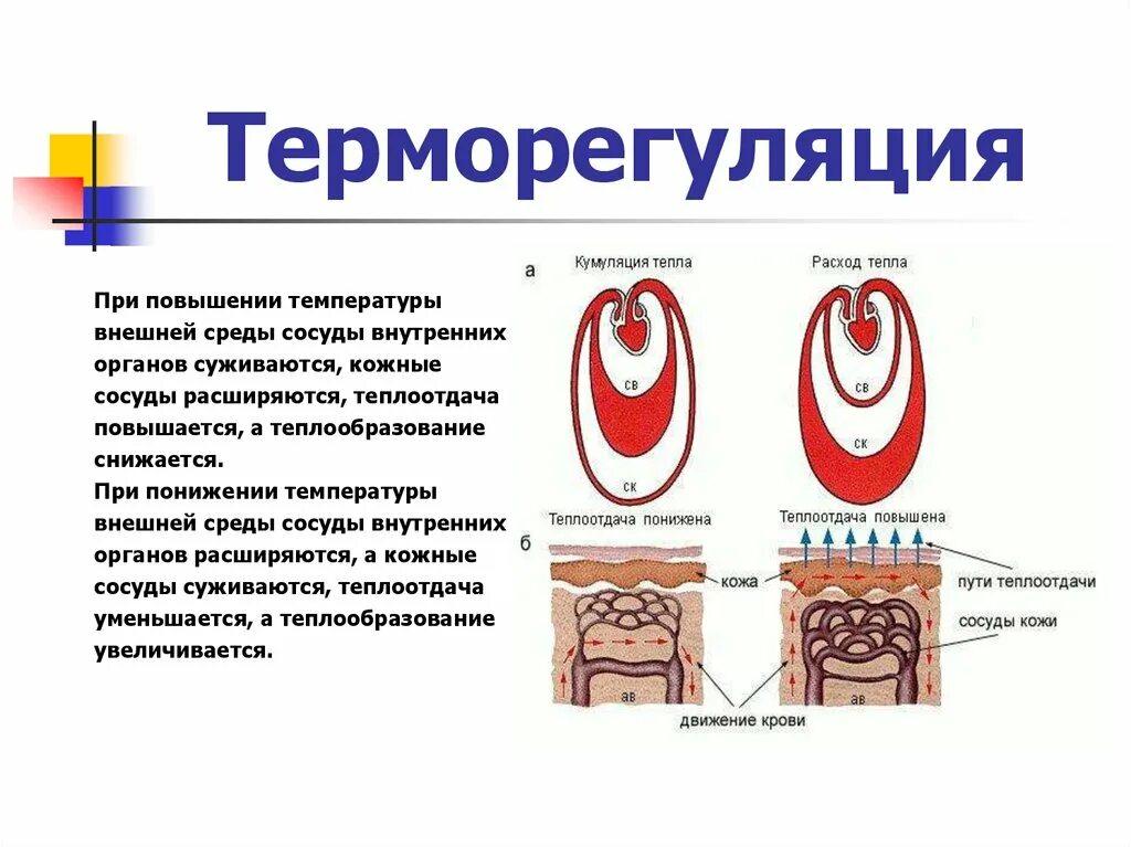 Какие железы участвуют в терморегуляции. Терморегуляция кровеносные сосуды. Роль кровеносных сосудов в терморегуляции. Теплорегуляция расширение сосудов. Терморегуляция теплоотдача.