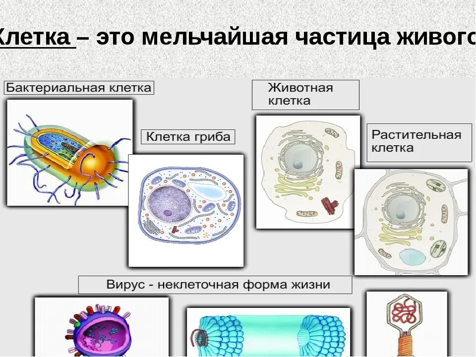 Сравнение клеток организмов. Строение разных клеток. Клетка бактерий и животных. Клетка живого организма. Клетки растений животных грибов и бактерий.