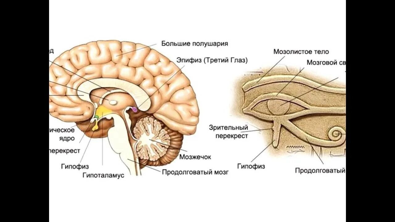 Железа мозга 7. Строение головного мозга человека гипофиз эпифиз. Таламус гипоталамус эпифиз. Промежуточный мозг гипофиз эпифиз. Промежуточный мозг гипоталамус таламус гипофиз.