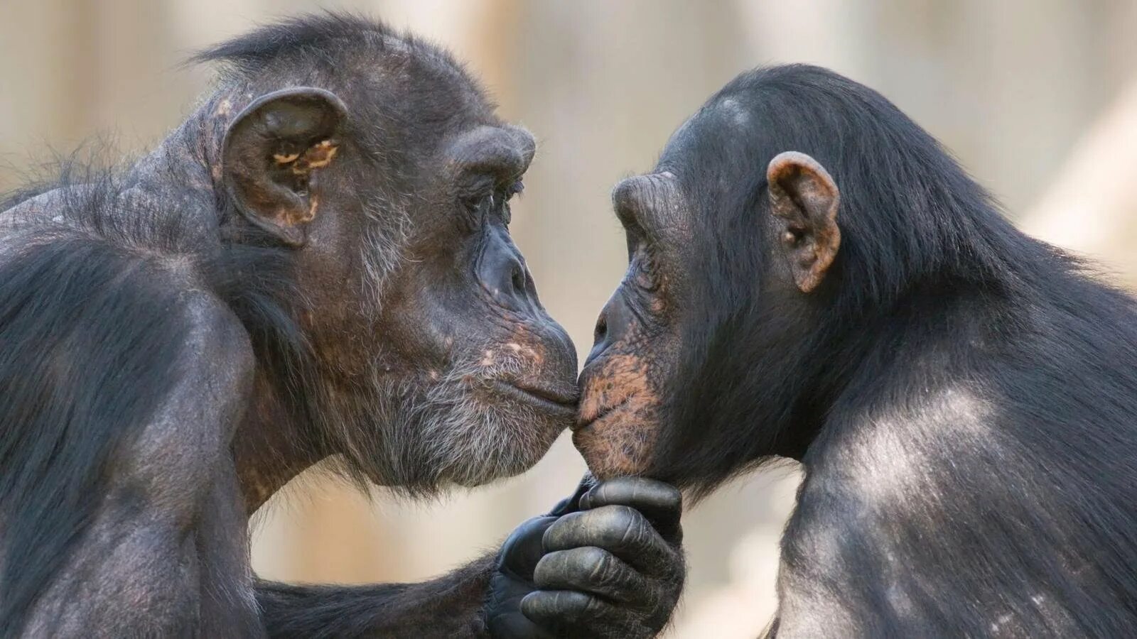 Мужчина обезьяна любовь. Бонобо обезьяна. Шимпанзе бонобо. Бонобо спаривание. Обезьяна бонобо самец.