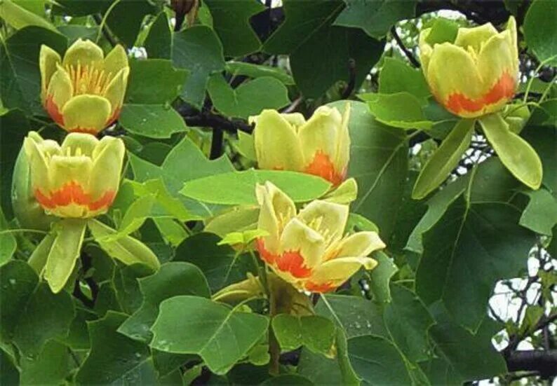 Tulip tree