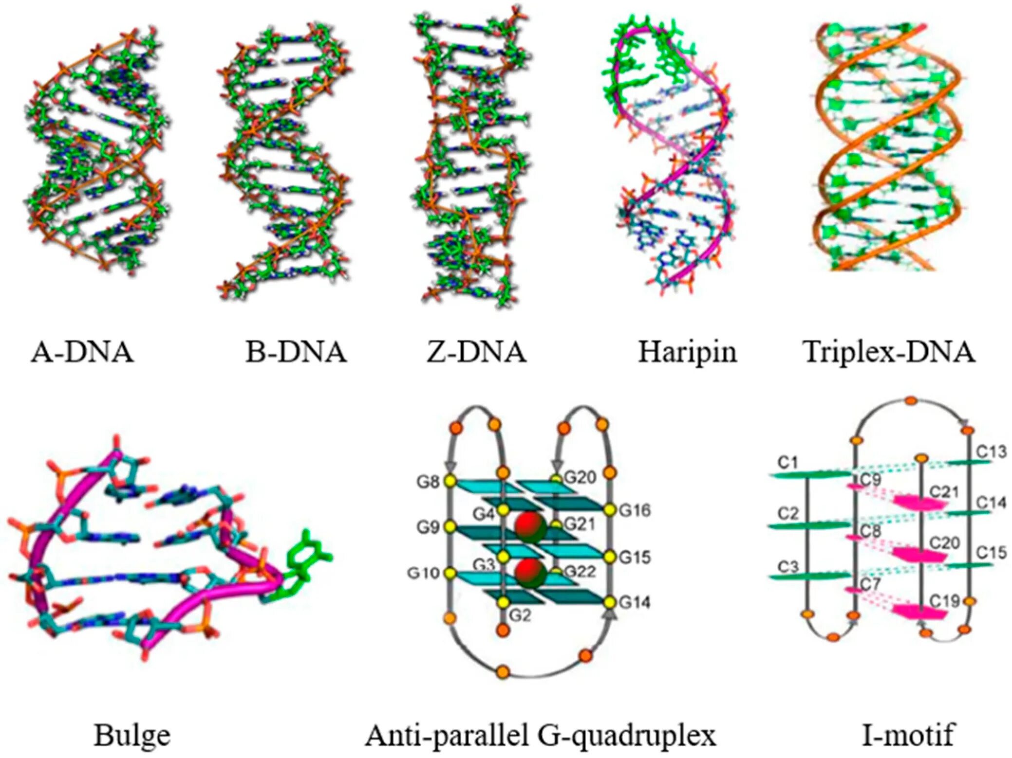 Квадруплекс ДНК. B форма ДНК. Z форма ДНК. Молекула ДНК.