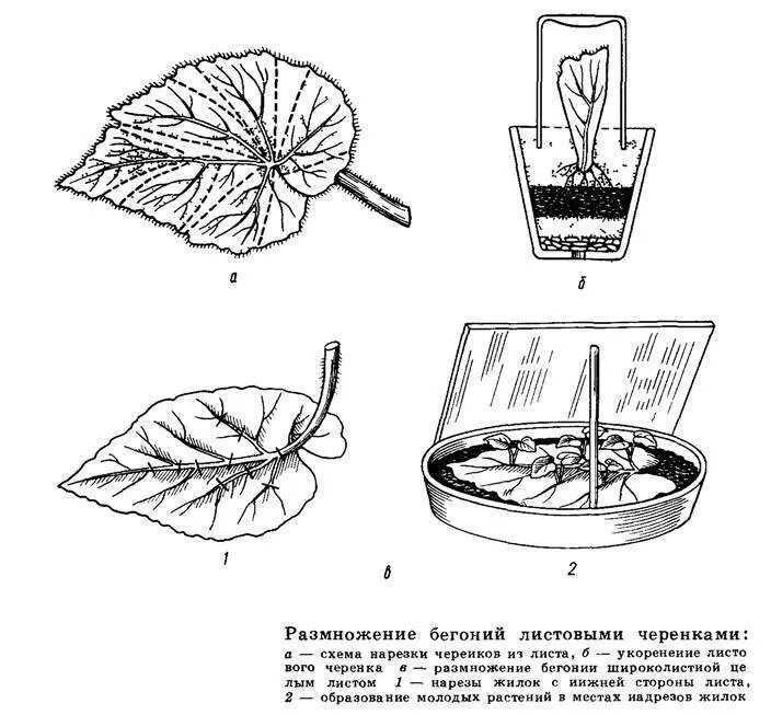 Процесс размножения листьев