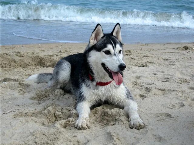 Хаски с венком на голове. Хаски летом. Фото с хаски летом. Сибирский хаски. Сибирский хаски.