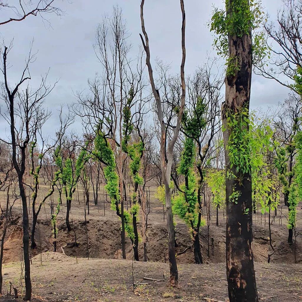 Возрождение леса. Лес Австралии после пожара. Австралия эвкалипт после пожара. Деревья после пожара. Возрождение леса после пожара.