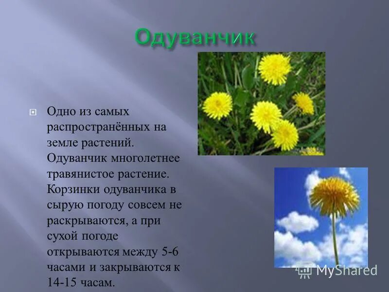 Одуванчик произведение 2 класс. Одуванчик многолетнее растение. Рассказать о одуванчике. Научное описание одуванчика. Рассказ про одуванчик.