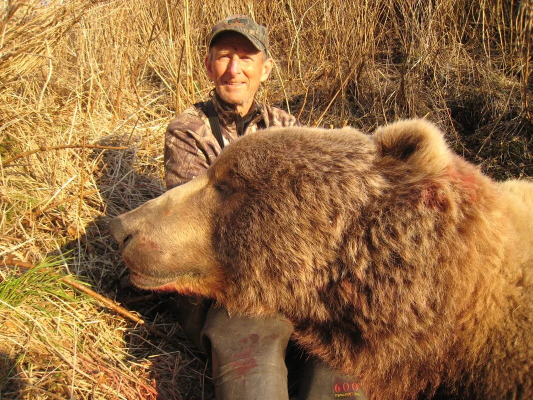 Какие медведи крупнее. Медведь Кадьяк самый большой в мире. Самый большой медведь людоед в мире. Самый большой в мире медведь Гризли. Самый большой медведь в мире вес.