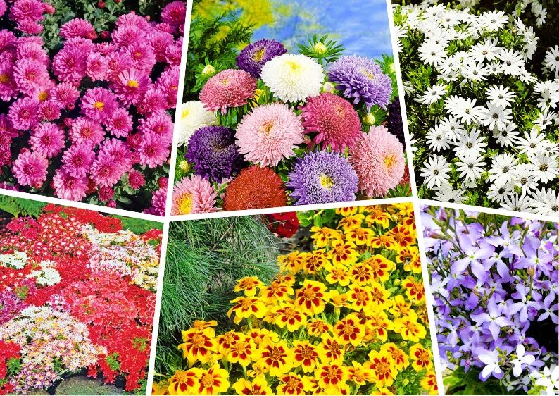 циния. газания саншайн. циния мексиканская. гацания длиннострелковая. вербена гибридная идеал.