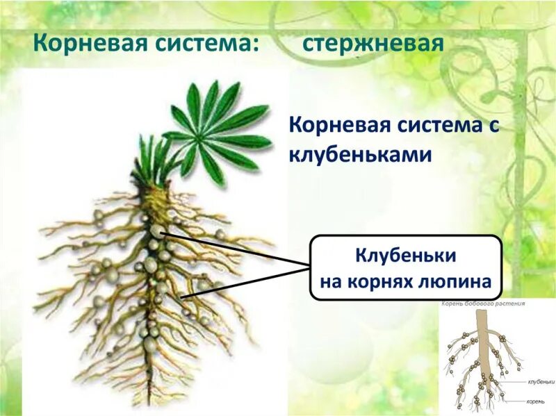 Строение корневой системы бобовых. Корневые клубеньки бобовых. корень люпина. люпин корневая система. корневые клубеньки строение.