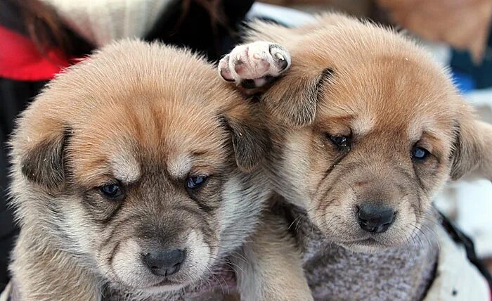 щенки из приюта. картинки щенков. щенок. продажа щенков. где бесплатные щенки.