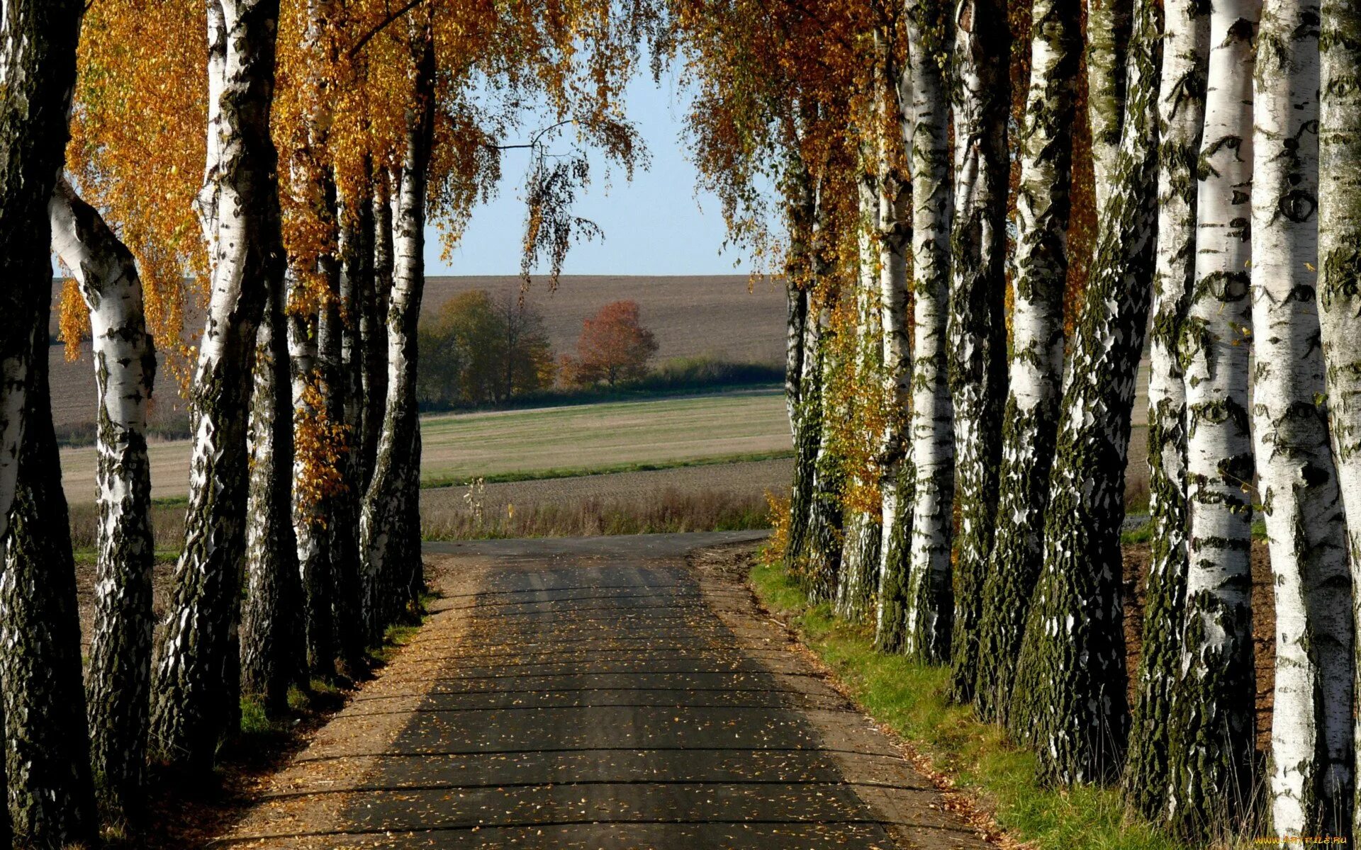 Березки орел. Берёзовая роща Орехово-Зуево. Березовая роща Тутаев. Березовая роща Томск. Осень ПКИО Березовая роща.