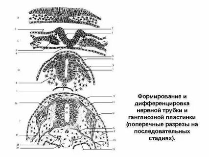 Органы из нервной трубки