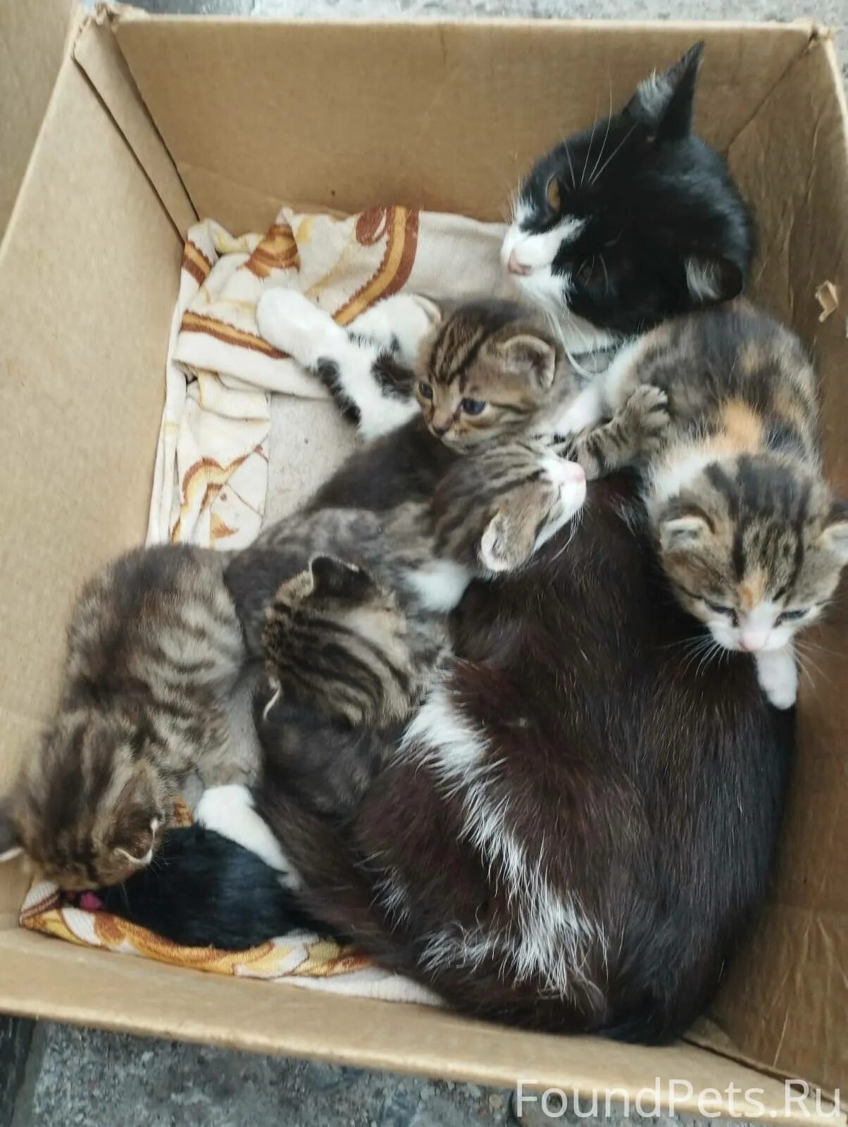 Котенок в подвале. Бездомные животные в подвалах. Как живут котята. Как живут котята. Мама кошка котенок ест картинка.