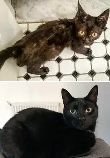 Кошка меняется