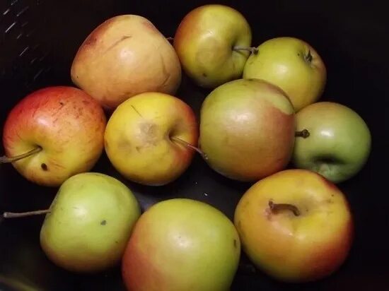 Яблоки кисло сладкие сорта. Кислые сорта яблок. Сорт кислосладких яблок. Сорта яблок без кислинки. Кисло сладкие яблоки.