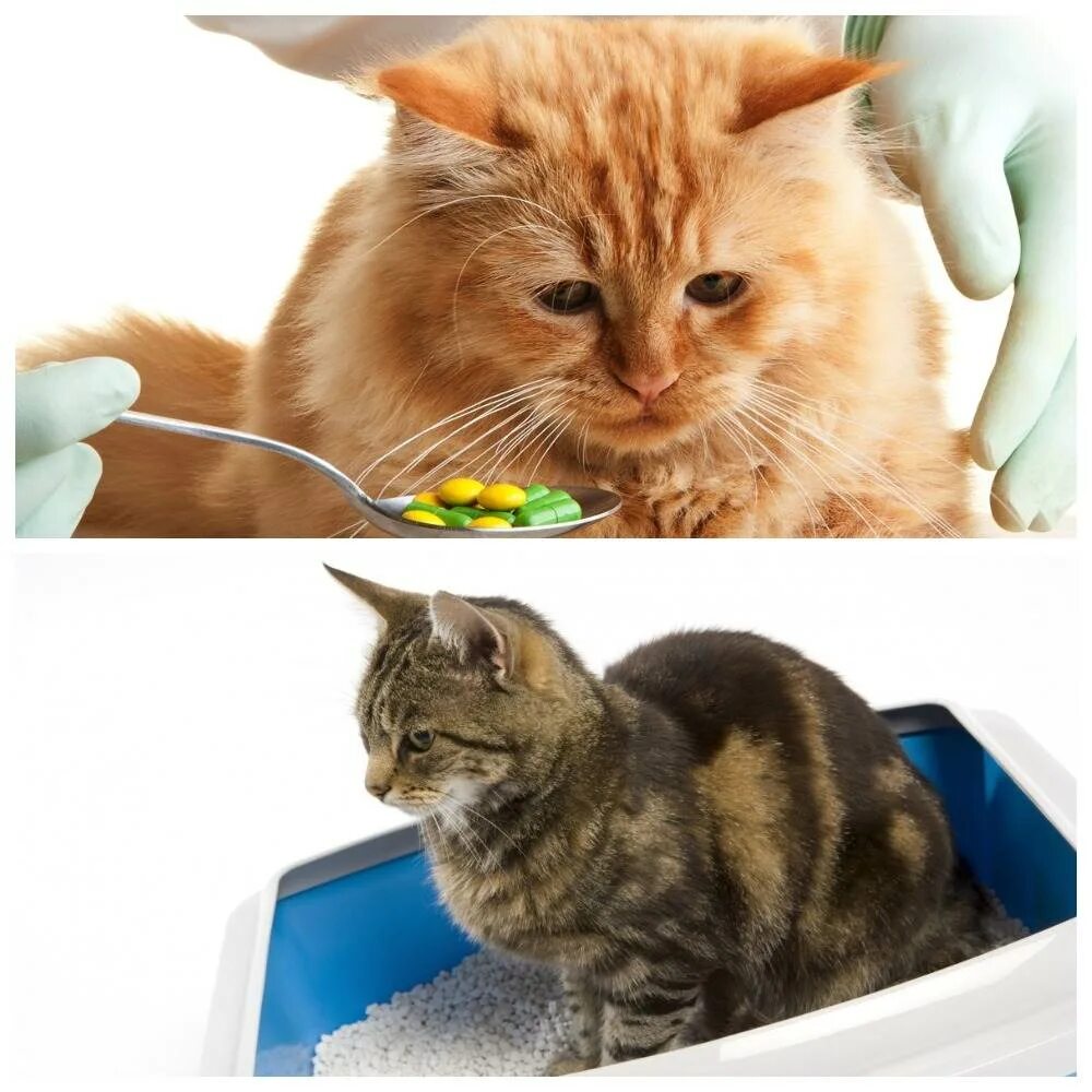 Можно кошкам давать слабительное. Слабительные для кошек. Слабительные препараты для кошек. Слабительные препараты для кошек при запорах. Слабительное средство для кошек.