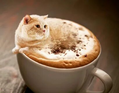 Koffeekitten