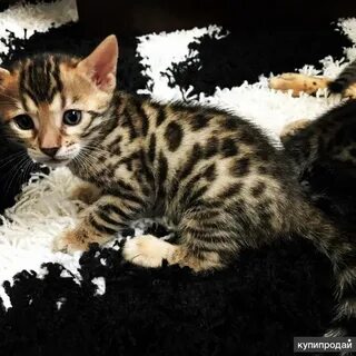Бенгальская котенок 1 месяц