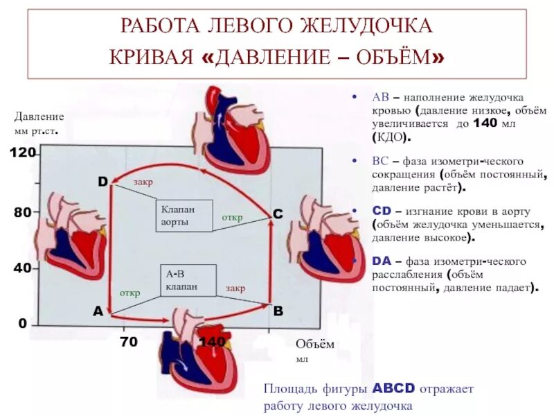 Какая кровь в левом желудочке сердца. Диаграмма давления и объема крови для желудочков сердца. Объем крови в желудочке. Ударный объем левого желудочка. Ударный объем левого желудочка и правого желудочка сердца.