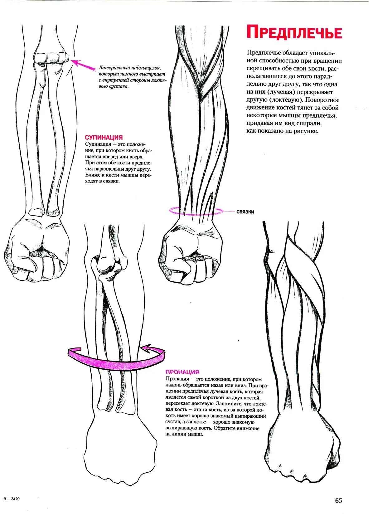 топографическая анатомия верхней конечности атлас. предплечье схема. строение скелета верхней конечности человека. предплечье схема. кости правого предплечья спереди.