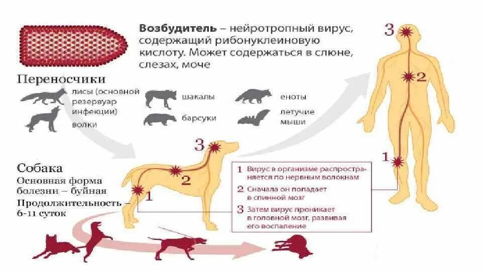 Собака сглатывает слюну. Патогенез вируса бешенства схема. Схема распространения в организме вируса бешенства. Вирус бешенства инфекционные поражения. Бешенство у собак возбудитель.