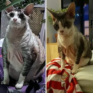 Что делать если кот похудел