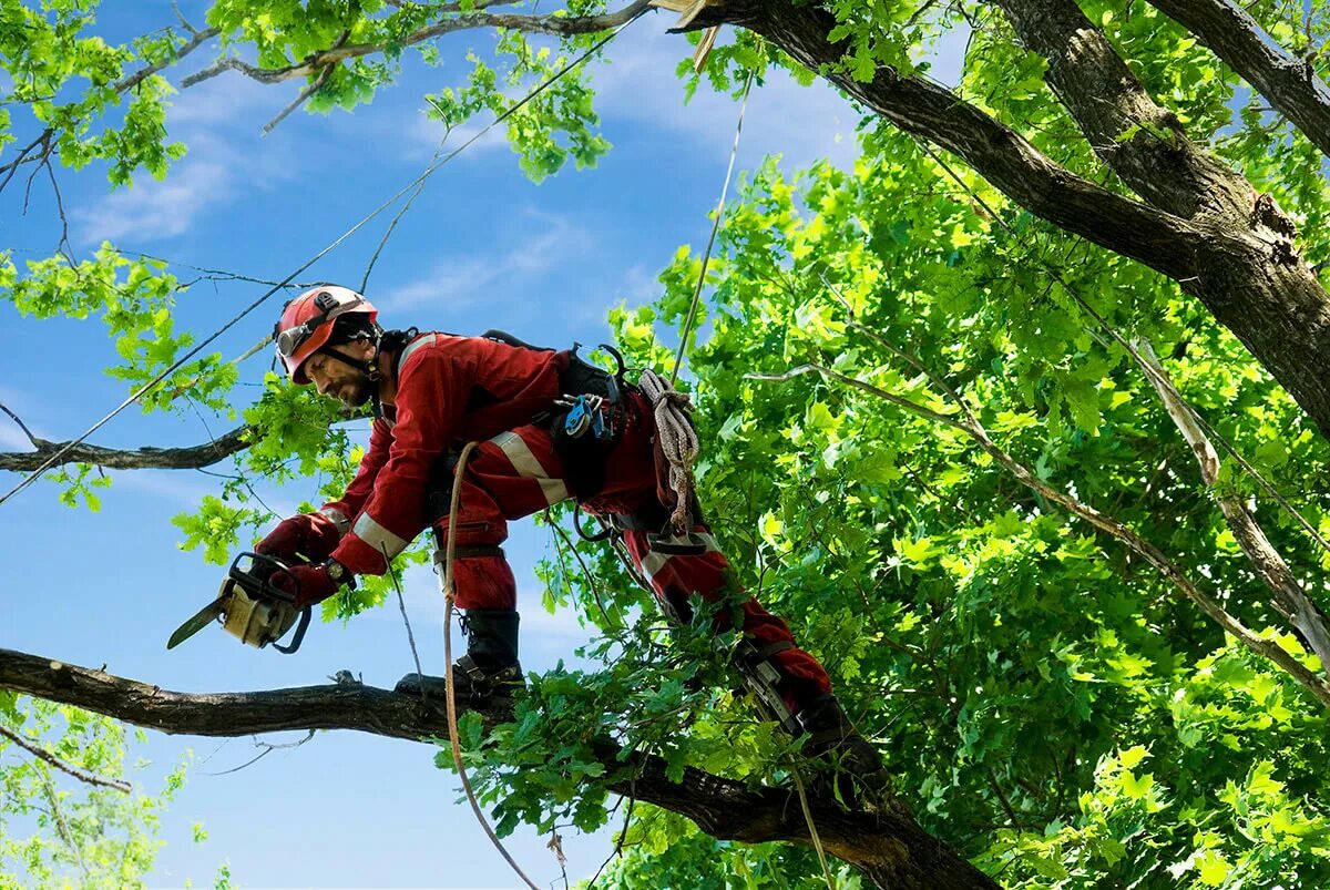 Tree jumping. Арбористика tree climbing. арборист профессия. владимир арбористы. кронирование платанов.