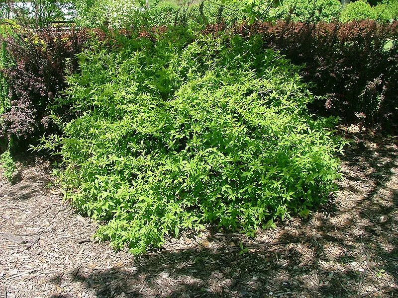 Дерен белый регнзам. Дверин белый. Cornus alba red gnome. Cornus alba red gnome. Дерен белый red gnome.