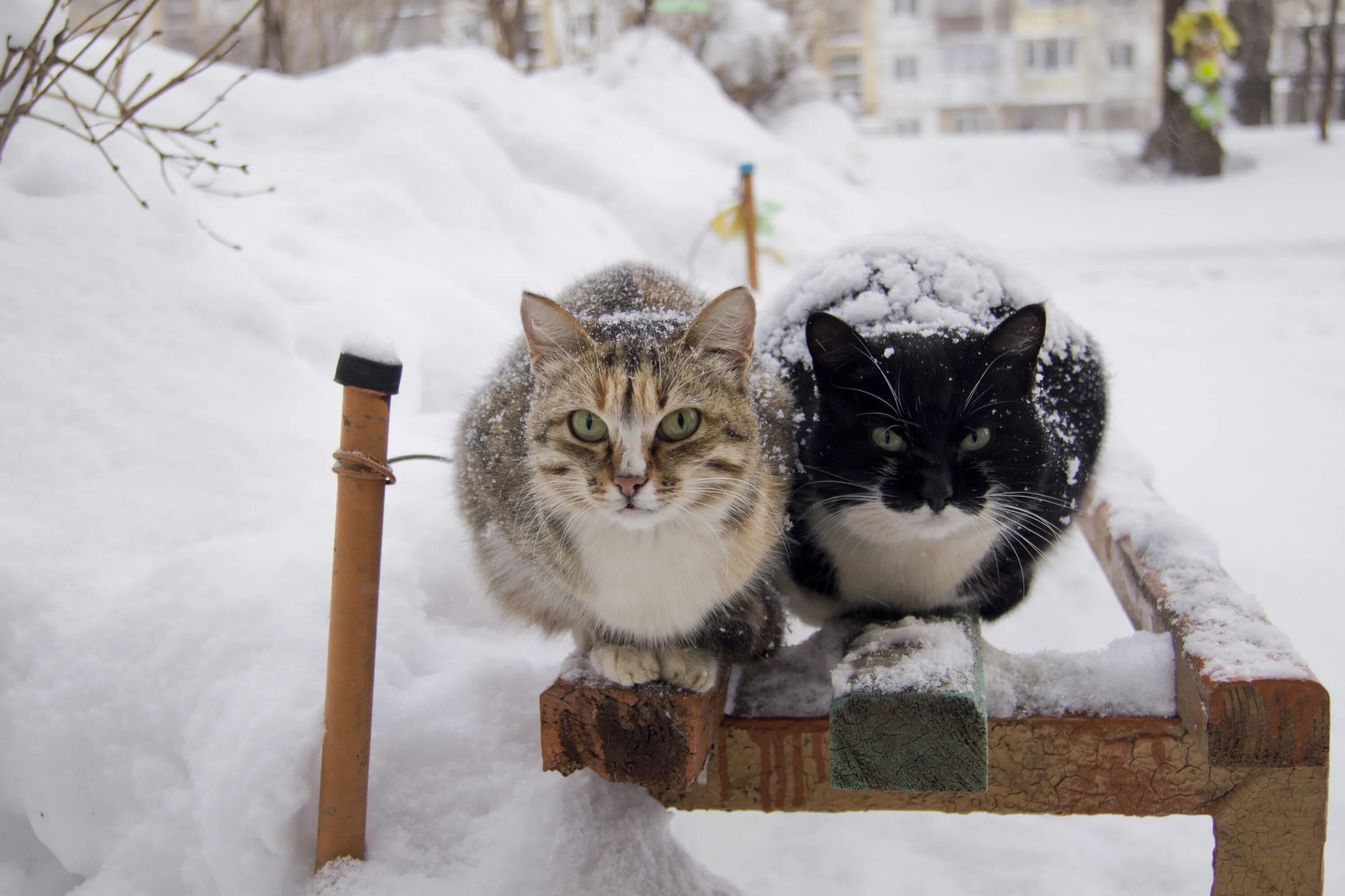 Снег голодный. Зимние коты. Уличные коты зимой. Бродячие кошки зимой. Бездомные коты зимой.