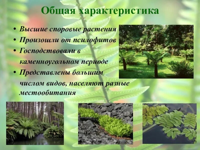 Функции споровых растений. Высшие споровые растения произошли от. общая характеристика споровых. характеристика высших споровых. высшие споровые растения хара.