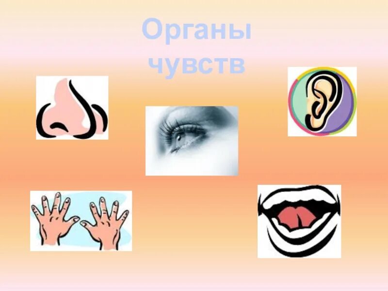 Тест органы чувств 9 класс. Органы чувств. Органы чувств рисунок. Органы чувств для детей. Органы чувств для дошкольников.