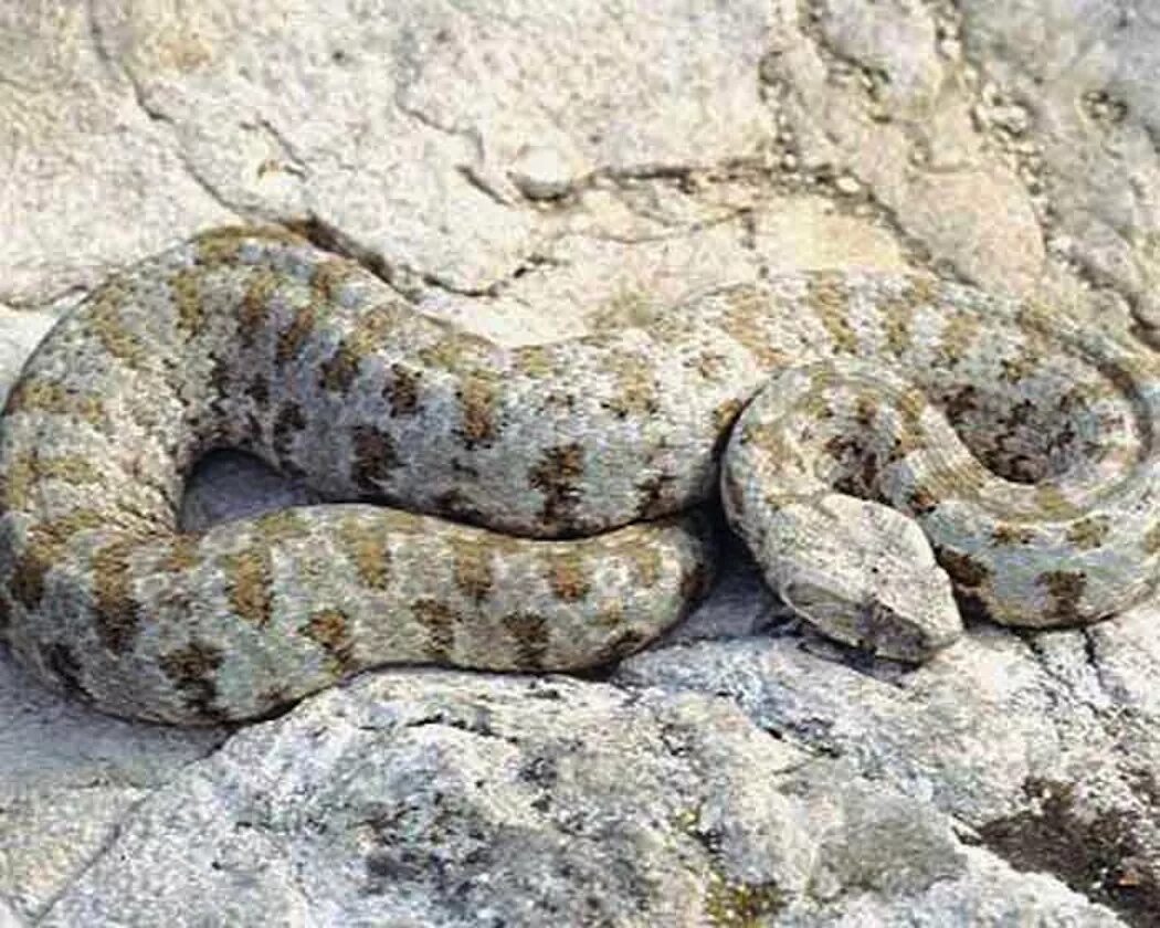 Среднеазиатская гюрза. Гадюка гюрза. Гюрза фото змеи. Гюрза vipera lebetina. Гюрза vipera lebetina.