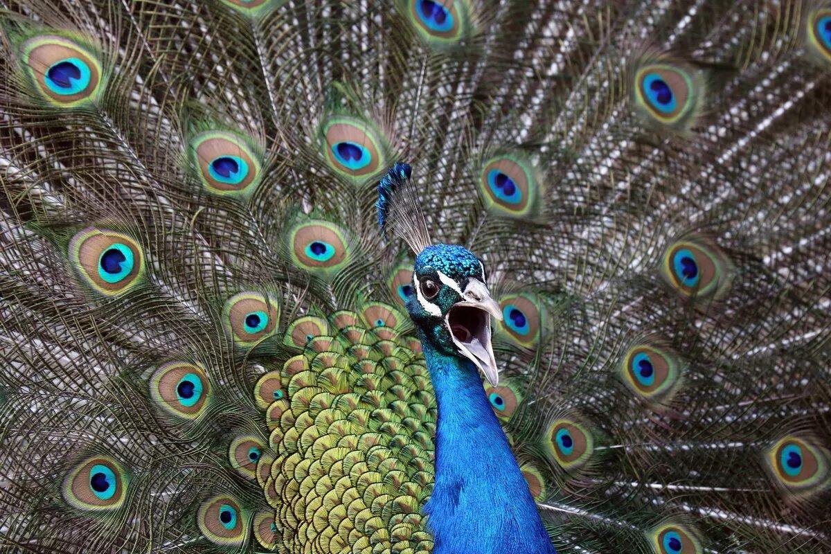 Павлин 2024. Павлин 2024. Обыкновенный павлин. Павлин индийский обыкновенный. Павлин 2024.