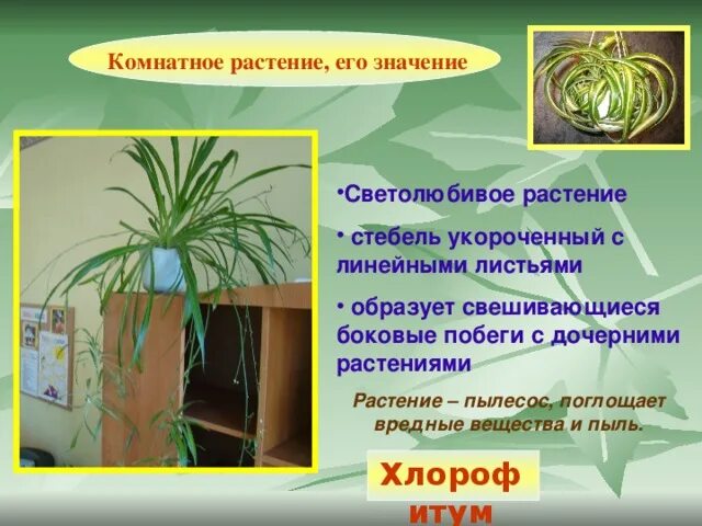 Строение хлорофитума