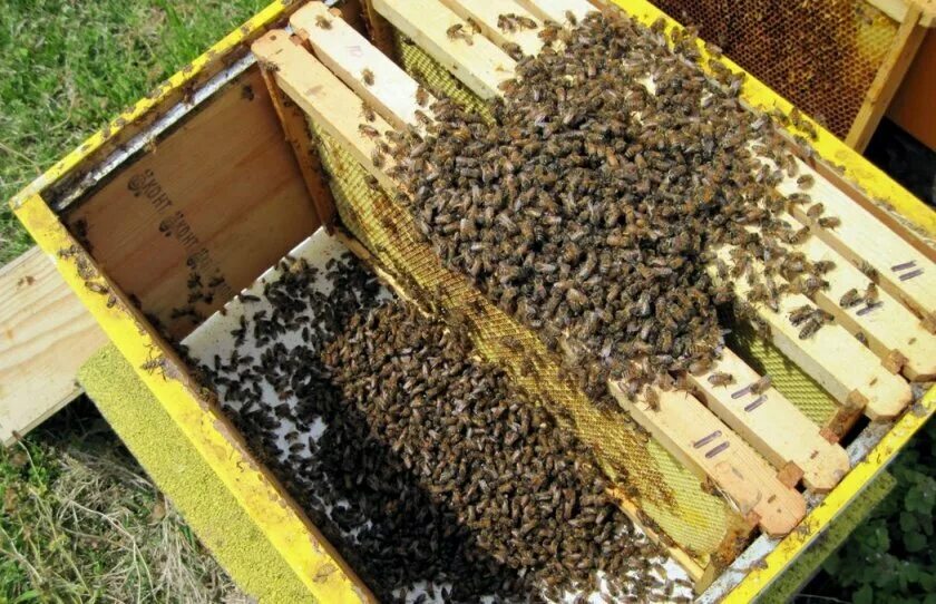Пчеловодство для начинающих. Пчелопакеты для начинающих. Пасека для начинающих. Пчелы после зимовки. Купить пчелосемьи в 2024 году