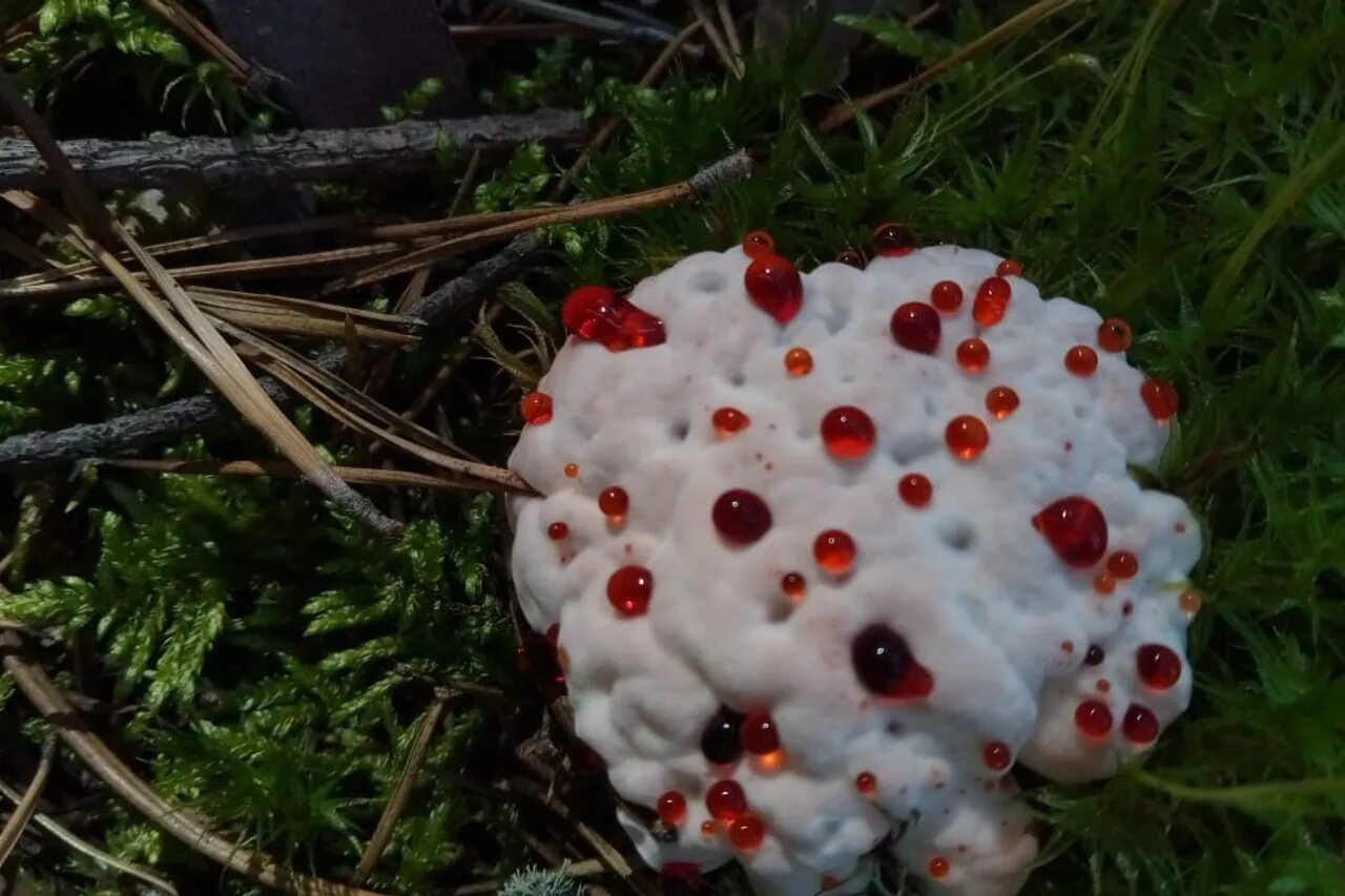 Сведенья о необычных грибах. Опасные грибы описание. Опята сатанинский гриб. Самый большой груздь. Как называется гриб вызвавший глобальную пандемию.