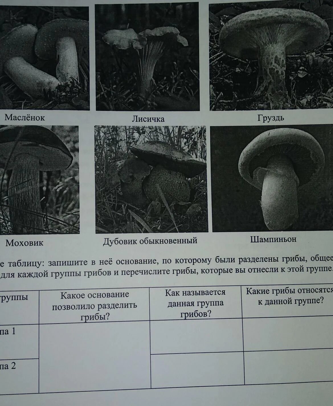 Грибы впр таблица. Группы грибов основание. Группы разделения грибов. Группы грибов таблица.