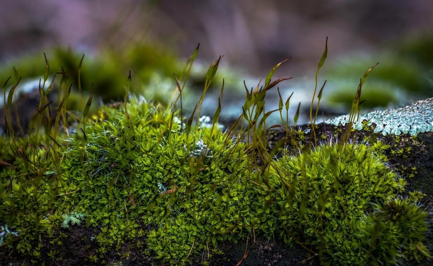 Moss time