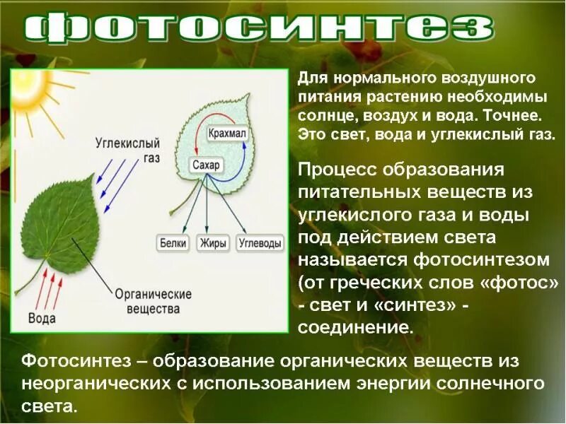 Воздушное питание растений фотосинтез