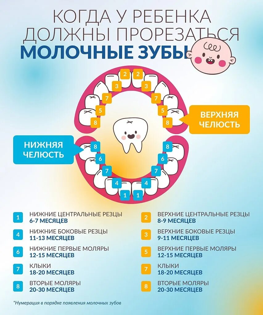 Сколько прорезывается зуб у ребенка. Зубы прорезывание у детей. График прорезывания зубов. График роста зубов у детей. Зубы у детей порядок прорезывания.