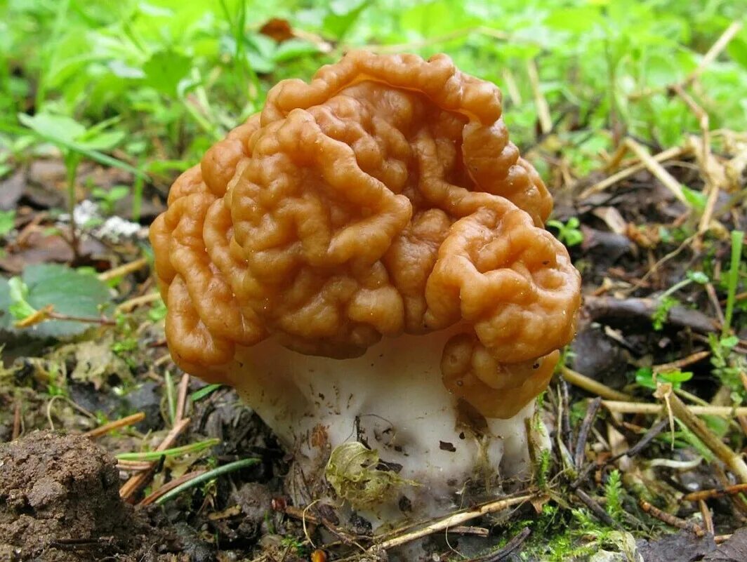 Как выглядят сморчки и строчки фото. Строчок гигантский — gyromitra gigas.. гриб строчок и сморчок. обыкновенный строчок (gyromitra esculenta). весенние грибы сморчки.