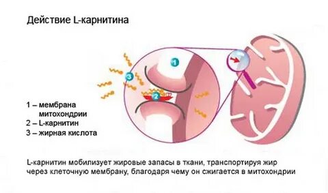 Карнитин для чего принимают женщины