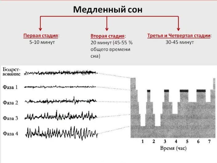 Гц глубокий сон. Стадии фазы медленного сна. фаза медленного сна характеризуется. быстрая фаза сна длительность. медленный сон.