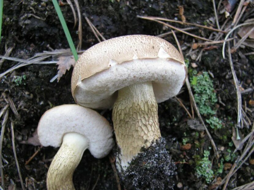 Желчный гриб какой. Горчак, ложный белый гриб. Желчный гриб горчак. Горчак или желчный гриб. Ложный белый.
